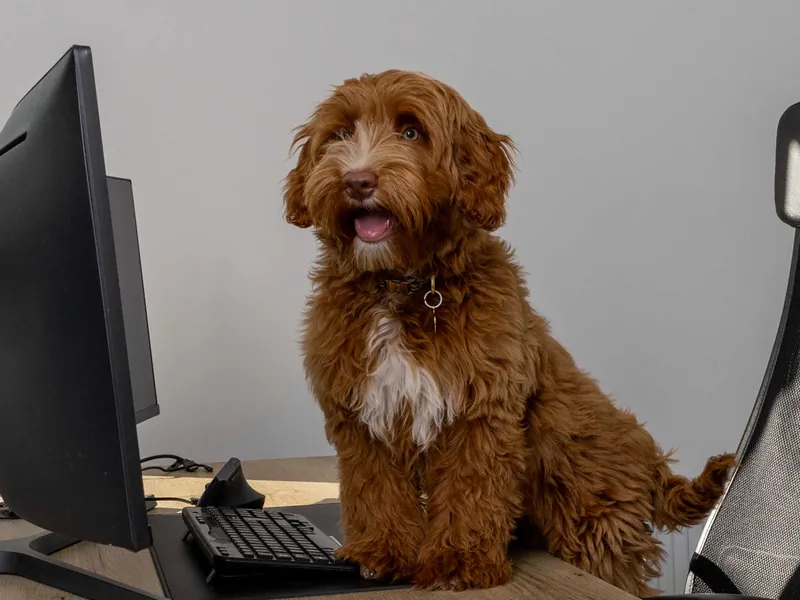 De kantoorhond van Braincandy zit op een bureau naast het toetsenbord